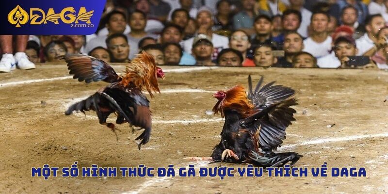 Một số hình thức đá gà được yêu thích về Daga